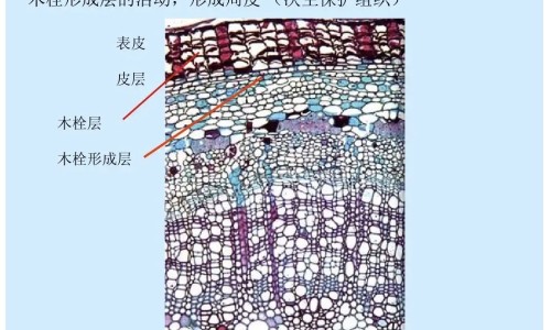 酚伪麻那敏片的功效与作用-特洛伪麻片,中国特酚伪麻片功能主治网站
